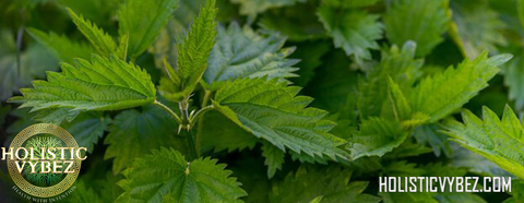 Nettle Leaf Powder