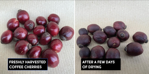 coffee cherry natural processed stage 1