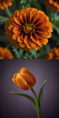 Photo of orange flowers, for fashion inspiration.