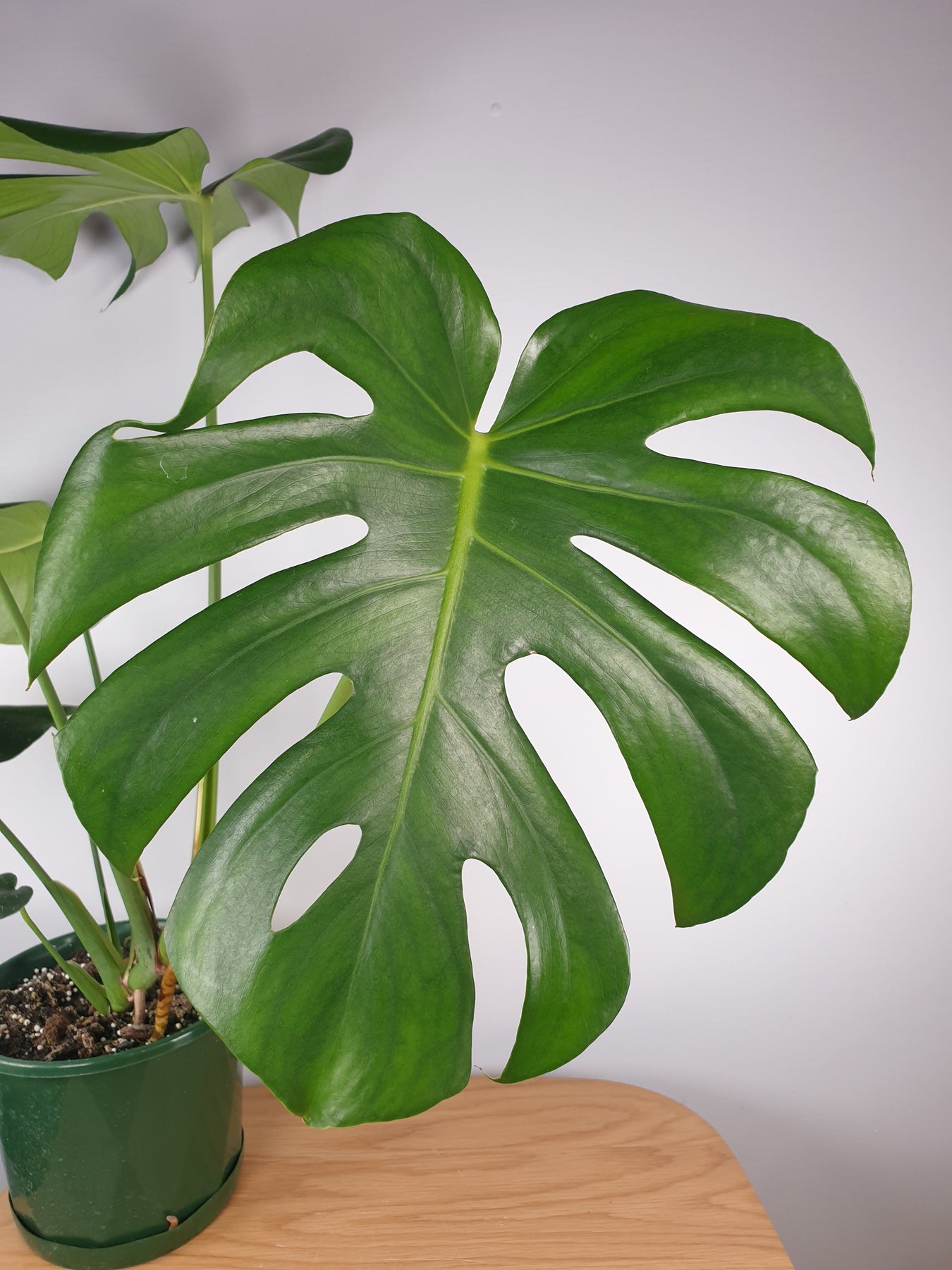 Monstera Deliciosa Tauerii Dwarf Fruit Salad Plant 2787