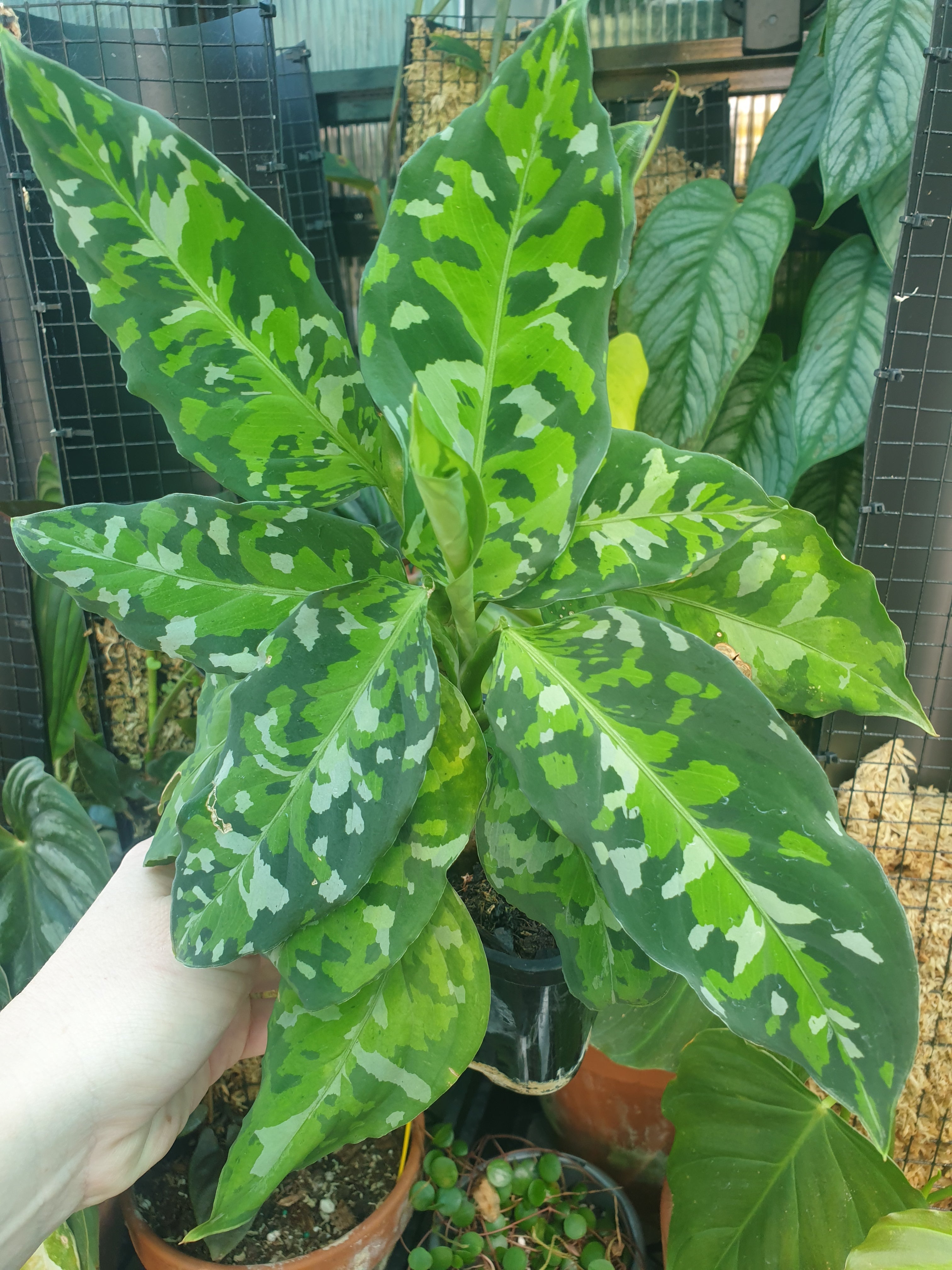 Aglaonema pictum tricolor - Camouflage Chinese Evergreen