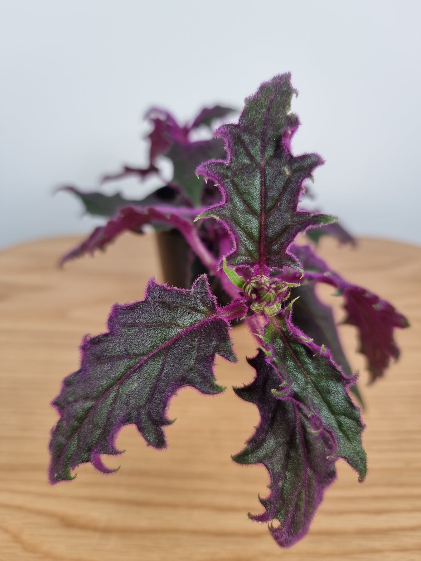 purple passion plant light requirements