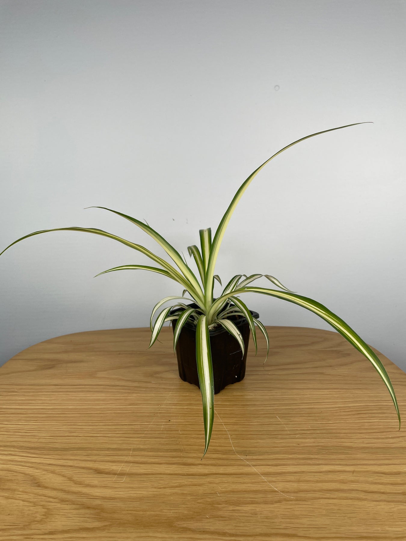 Chlorophytum Comosum Vittatum Spider Plant Inside Variegate 