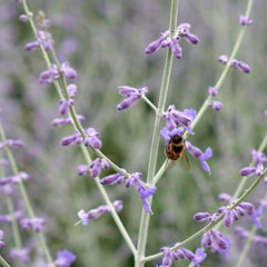 Biene an Lavendelblüte