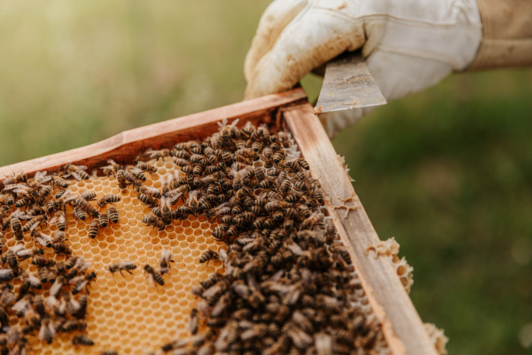 Die Honigbiene gehört zu unseren wichtigsten Nutztieren.