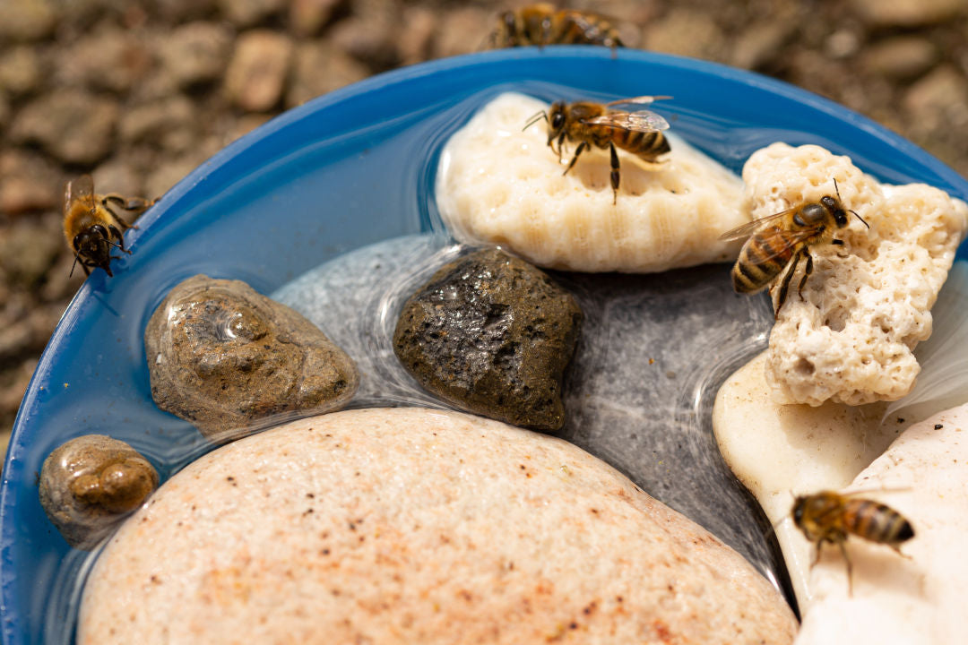 Eine Tränke kann Bienenleben retten. Statte sie unbedingt mit Kletterhilfen aus und wechsle das Wasser an heißen Sommertagen täglich!