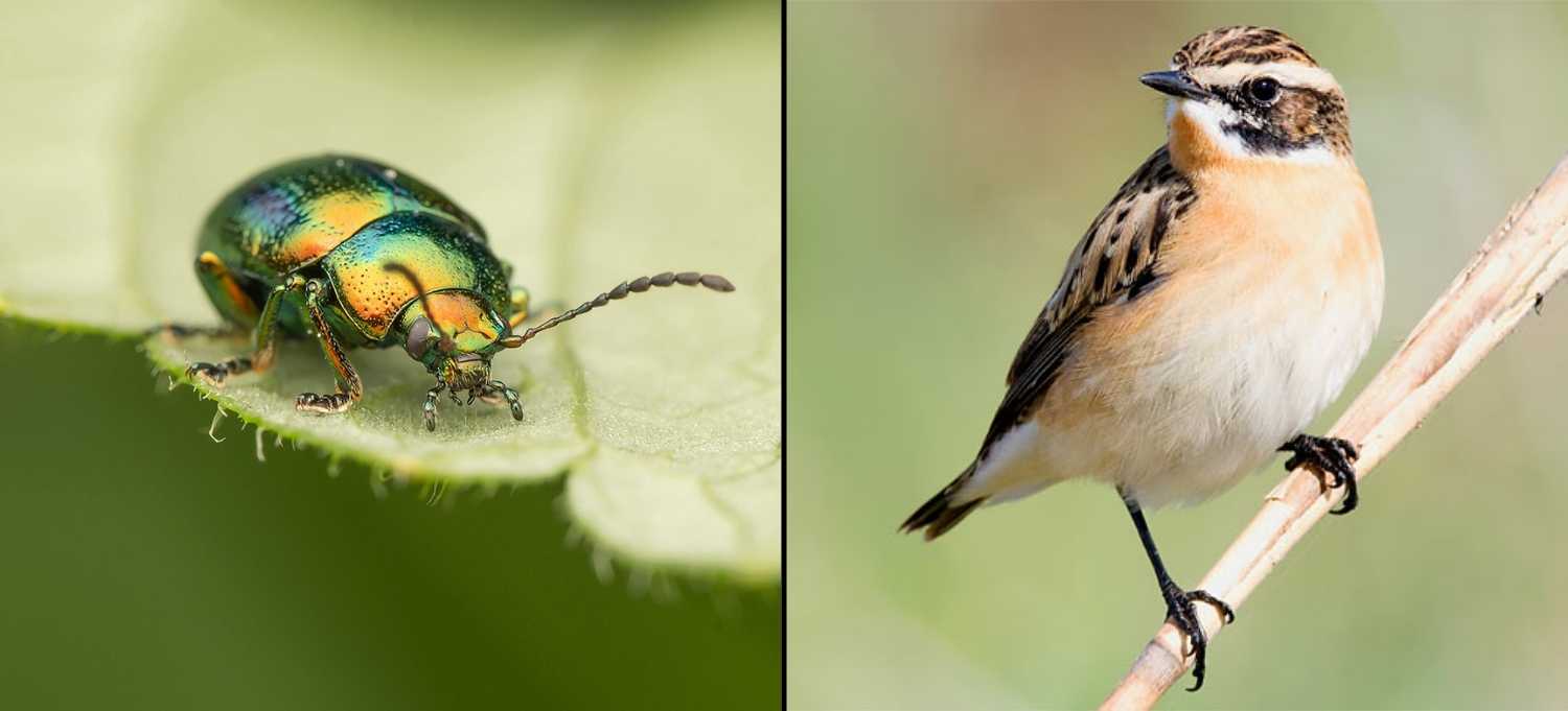 Artensterben: Viele Insekten und Vogelarten sind vom Aussterben bedroht