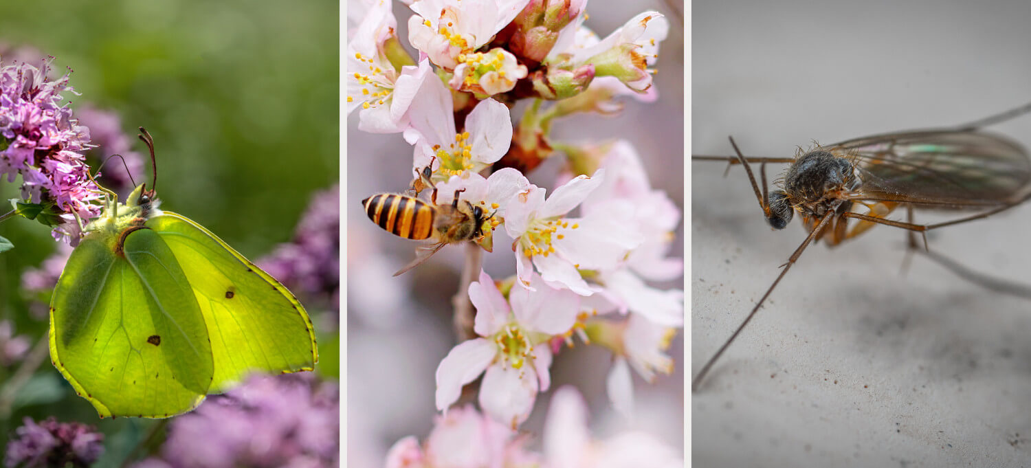 Biene, Schmetterling und Mücke: Ab März sind diese Insekten aktiv