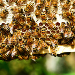 Ab 12°C sind Bienen aktiv