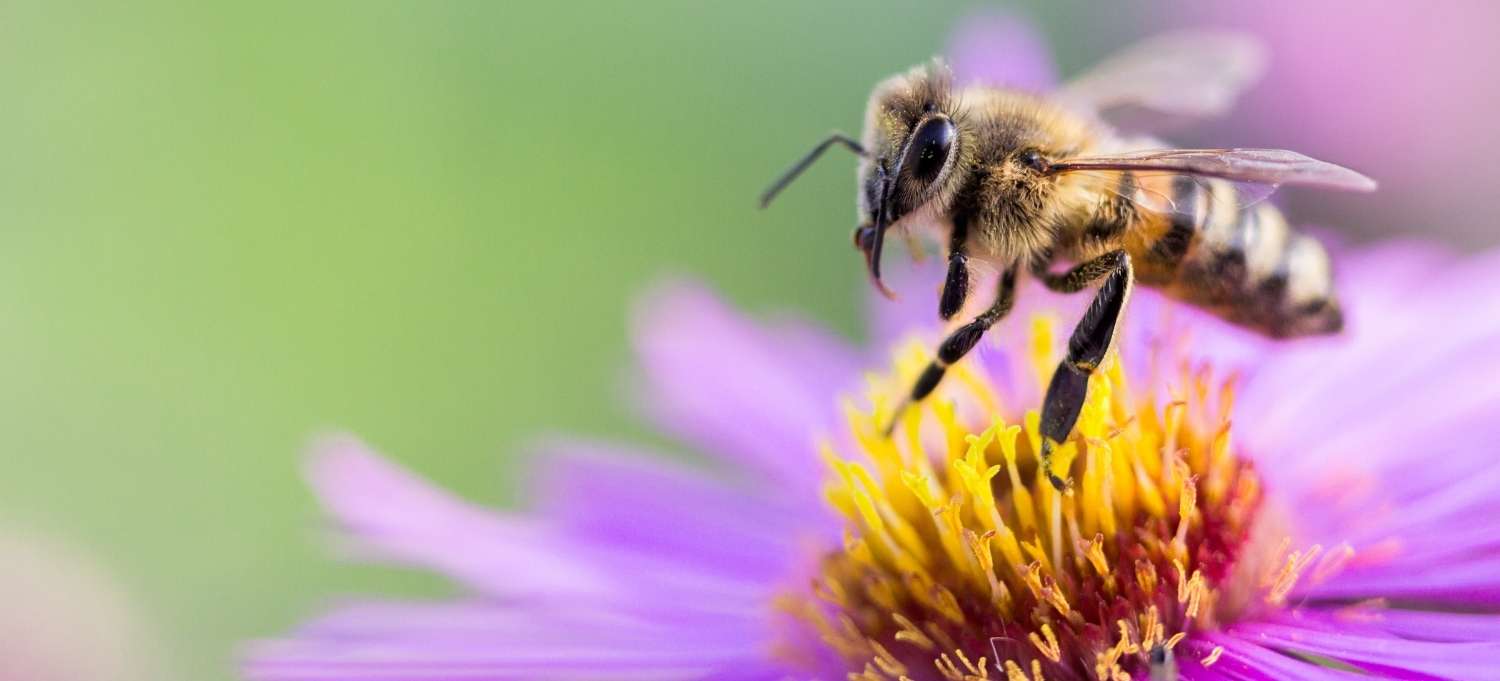 Biodiversität: Biene und Blume