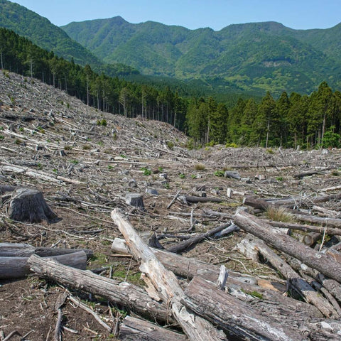 Die Bäume sterben - oder werden vom Menschen abgeholzt
