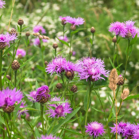 Die Wiesen-Flockenblume ist ein echter Farbklecks im grünen Rasen