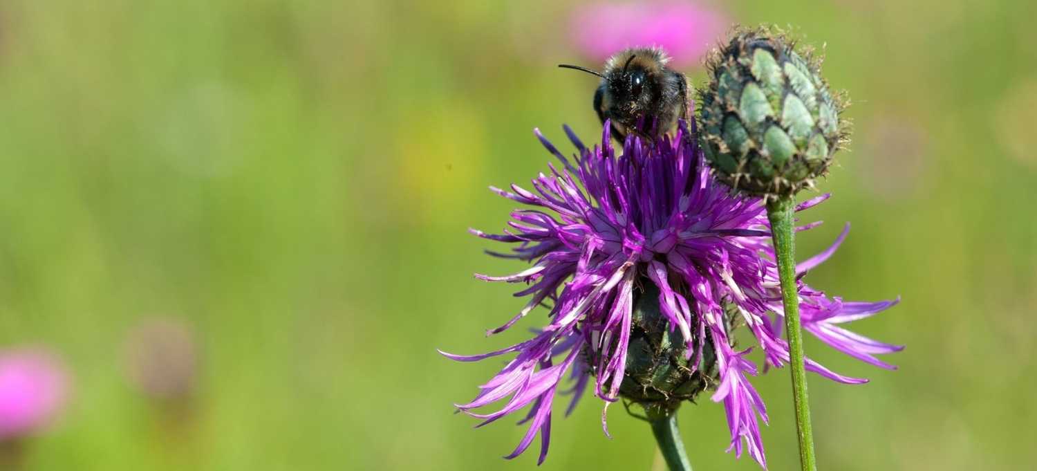 Die Wiesenflockenblume