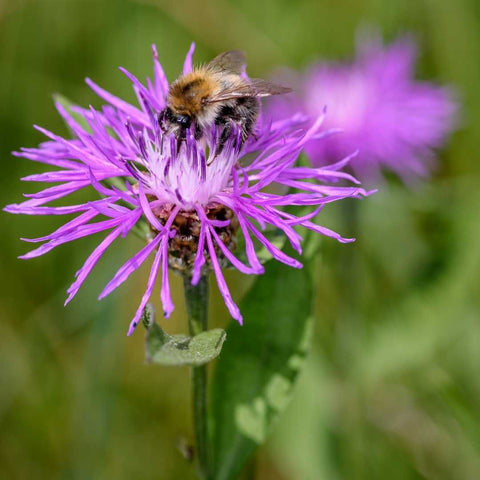 Auch Bienen fliegen auf die Wiesen-Flockenblume