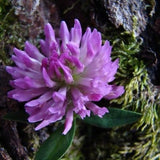 Klee (Trifolium spec)