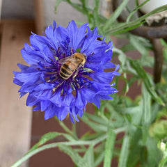 Biene an einer Kornblume