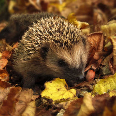 Igel brauchen das Laub als Winterquartier