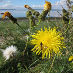 Besonders beliebt ist der Löwenzahn bei Sand- und Schmalbienenarten