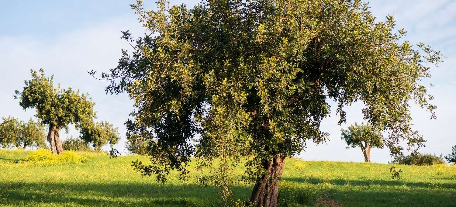 Ein Baum auf der Wiese