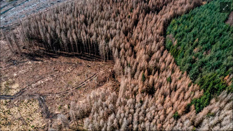 Der deutsche Wald stirbt aus