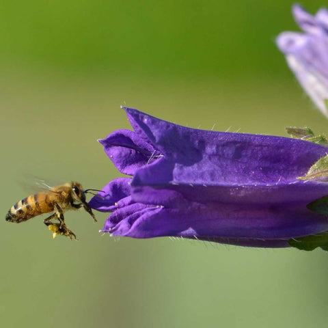 Die Acker-Glockeblume bietet Nahrung für Wildbienen