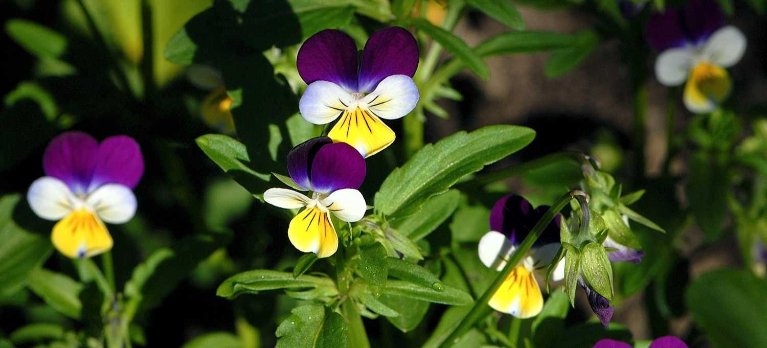 Wildes Stiefmütterchen (Viola Tricolor)