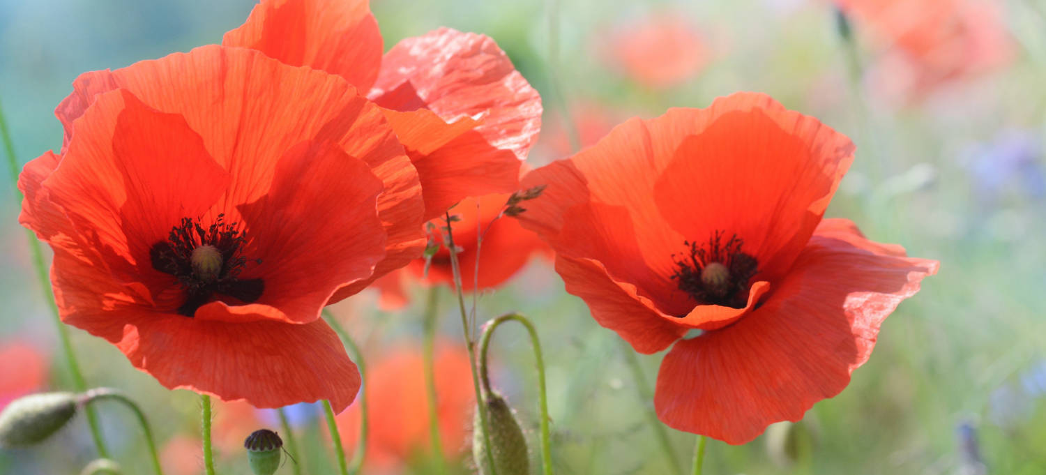 Klatschmohn