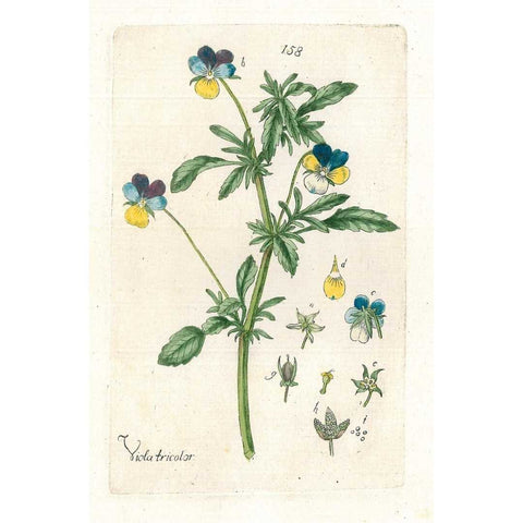 Zeichnung Viola Tricolor