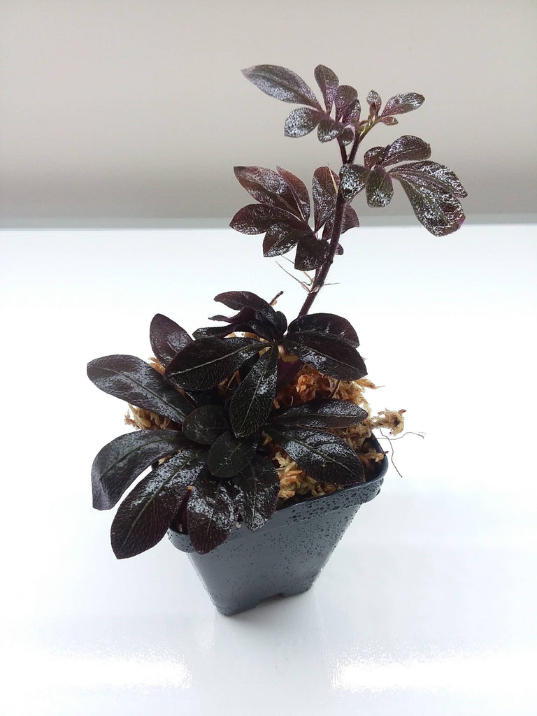 Solanum uleanum – My Green Obsession