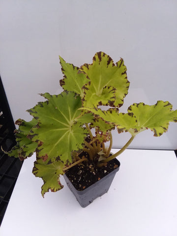 Begonia 'Erythrophylla' - “Beef Steak” – My Green Obsession