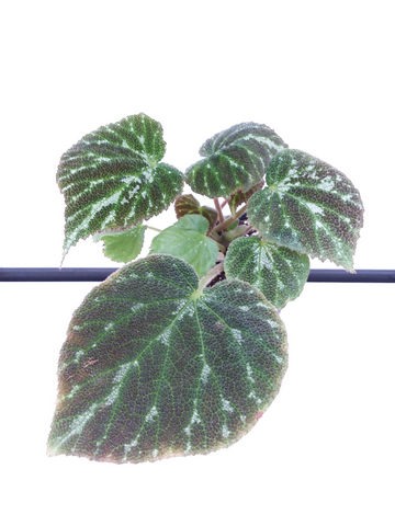 Begonia 'Erythrophylla' - “Beef Steak” – My Green Obsession