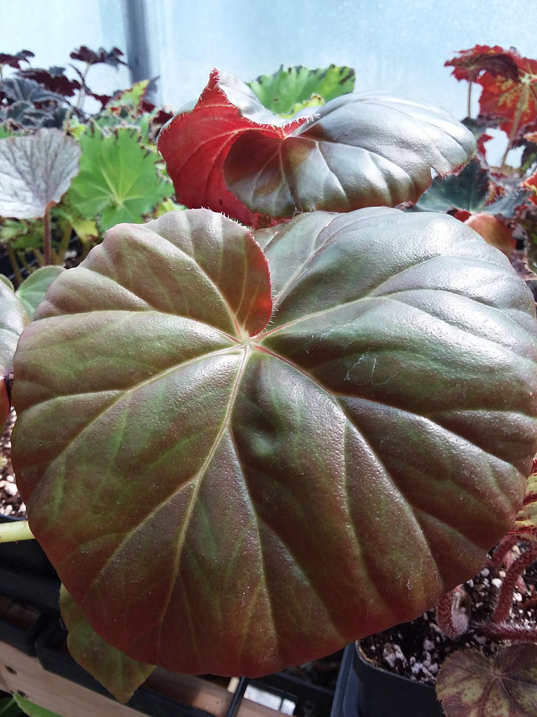 Begonia 'Erythrophylla' - “Beef Steak” – My Green Obsession