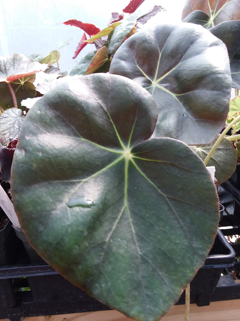 Begonia 'Erythrophylla' - “Beef Steak” – My Green Obsession