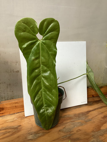 Pof］Anthurium peltigerum アンスリウム・ペルティゲラム-