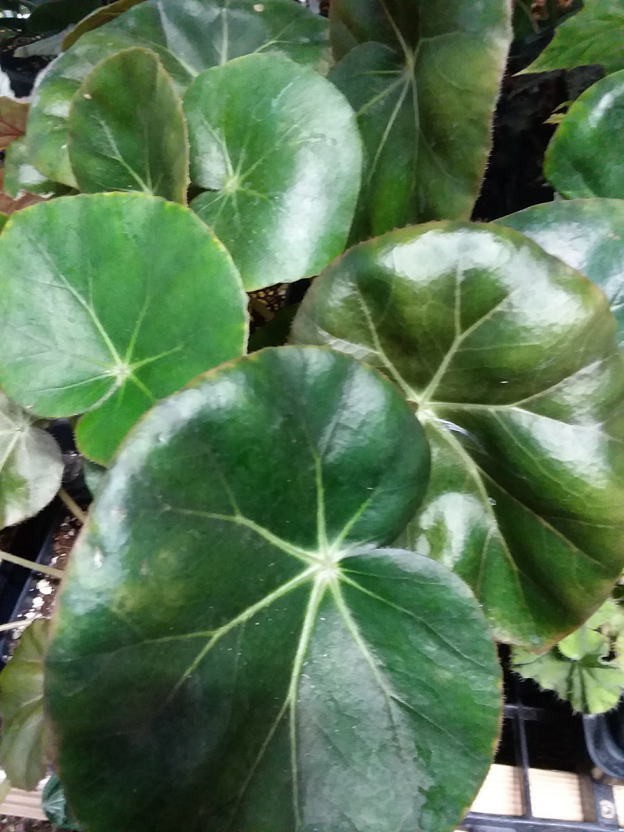 Begonia 'Erythrophylla' - “Beef Steak” – My Green Obsession