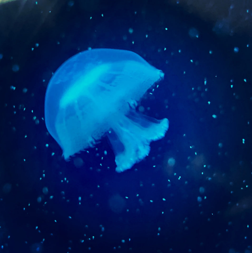 cannonball jellyfish