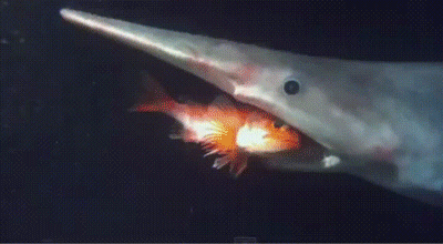 goblin shark footage
