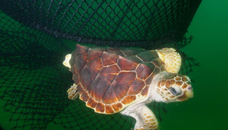 loggerhead turtle killed in net