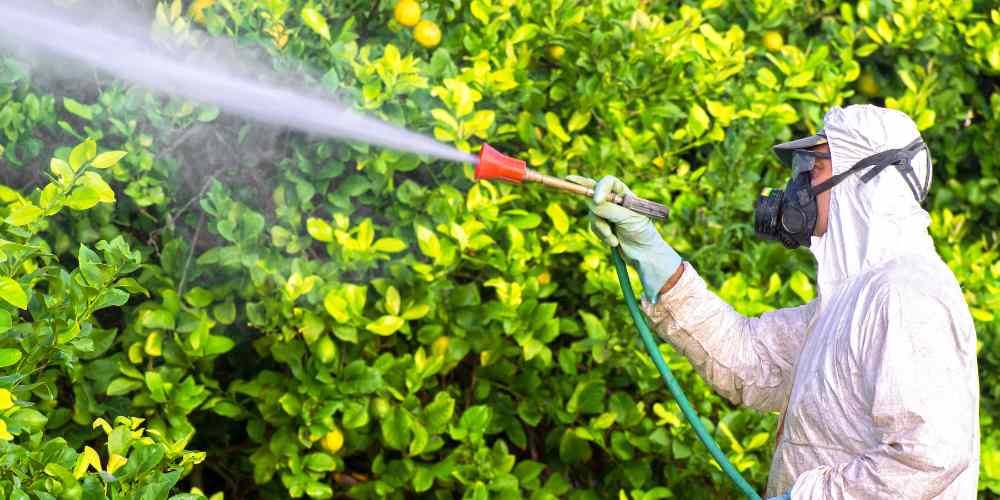 Person spraying crops with Pesticides