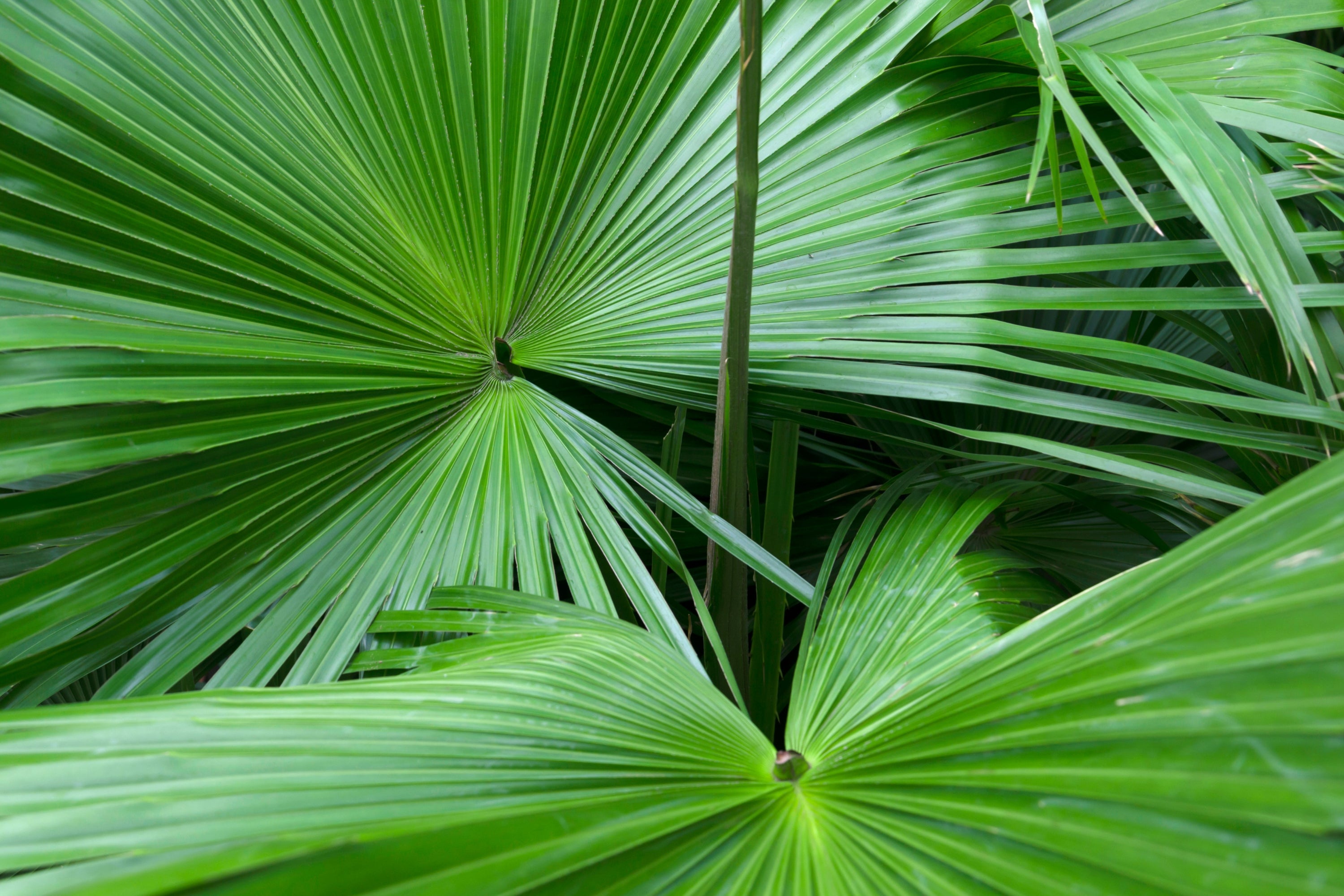 saw palmetto for mens hair loss