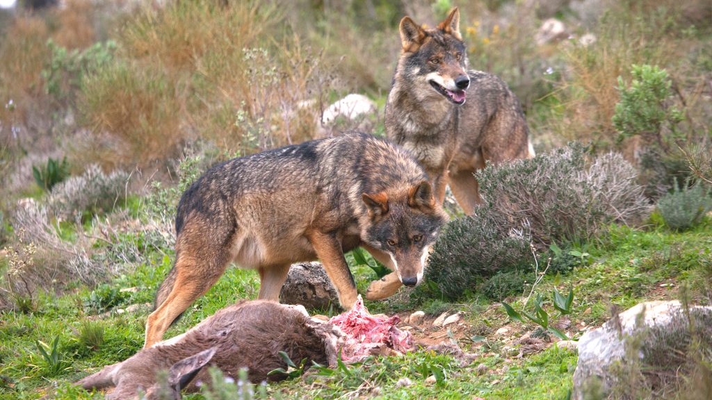 wild wolf eating 