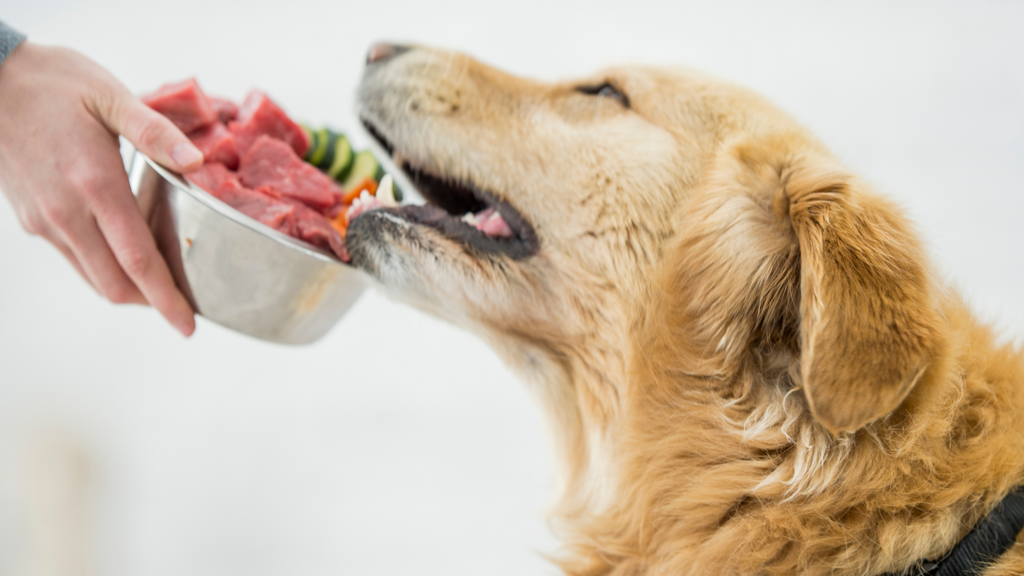 feeding raw food to dog