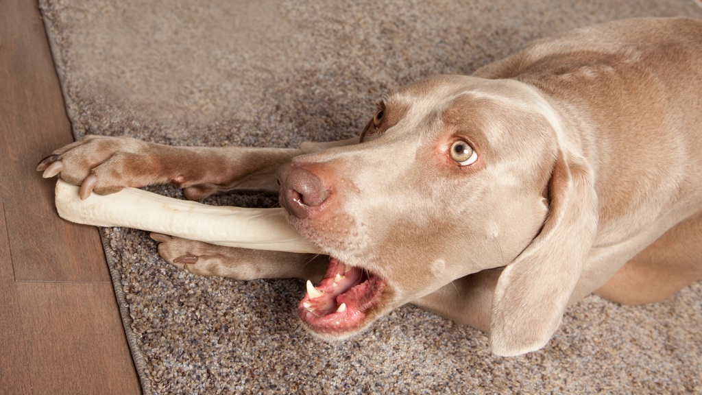 A dog is eating a rawhide chew