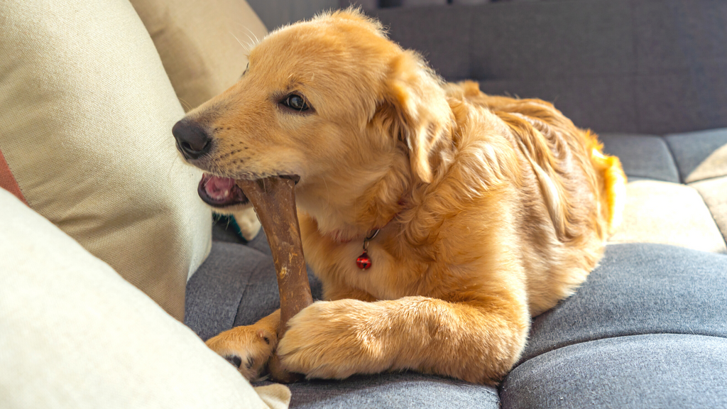 Golden retriever chewing a rawhide chew on the couch