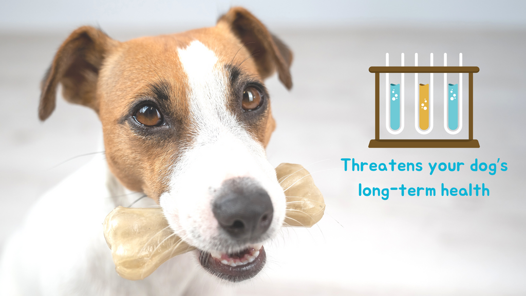 Dogs might love chewing rawhide but it has a lot of long term health disadvantages.