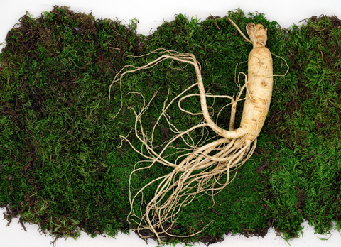 ginseng