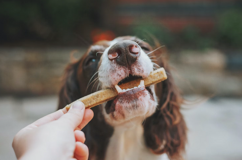 dog treats