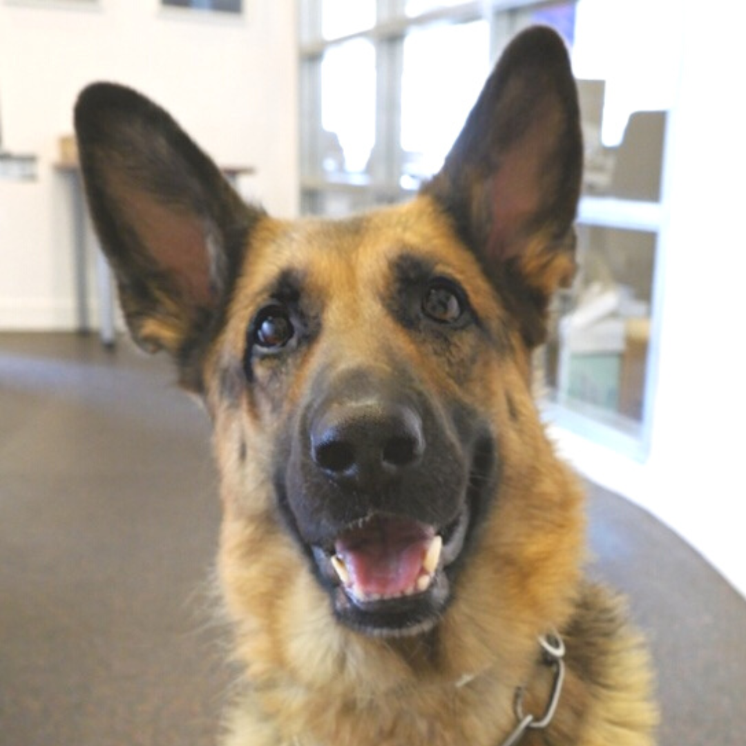 a headshot of Charmy's taste officer, niong, a german shepherd dog