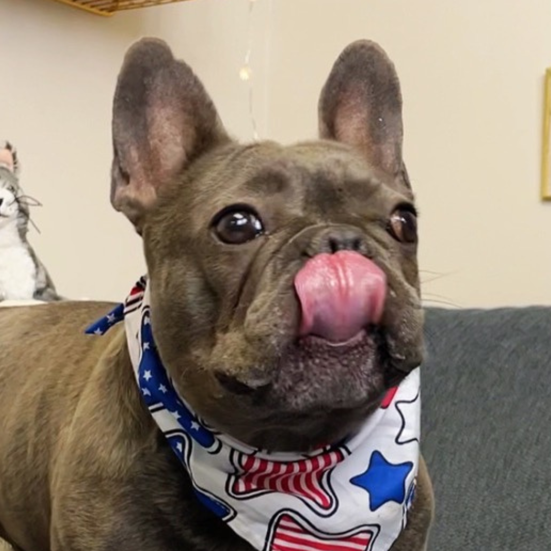 a headshot of Charmy's taste officer, Tequila, a french bull dog