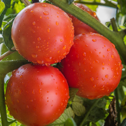 Sobkowich Slicer Tomato – Revival Seeds